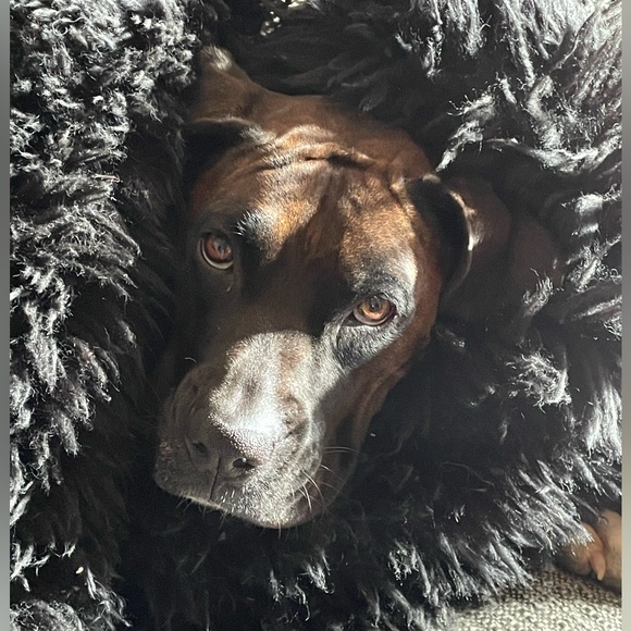 marvin_bronson